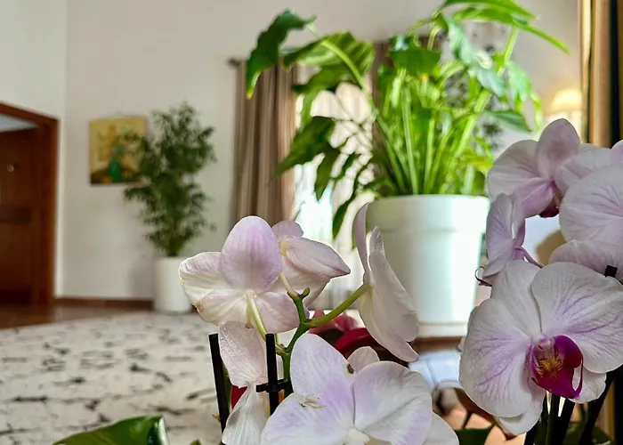 Sabidor 马拉尔贝戈